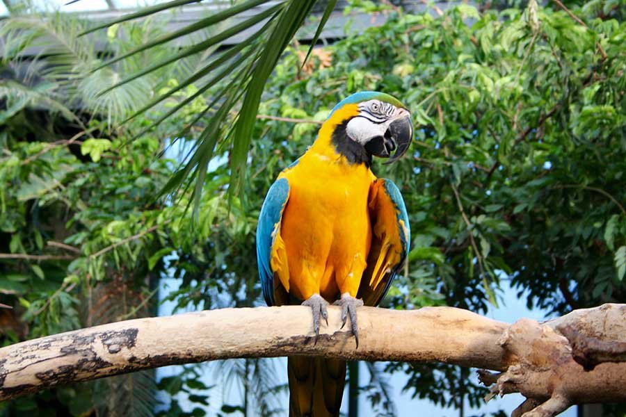 Macaw female with DNA