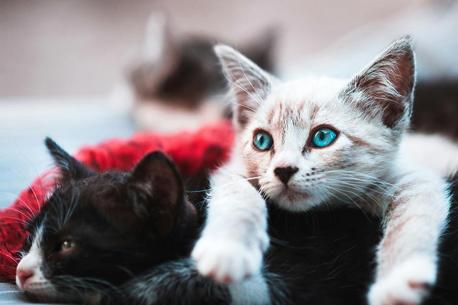 Little kittens